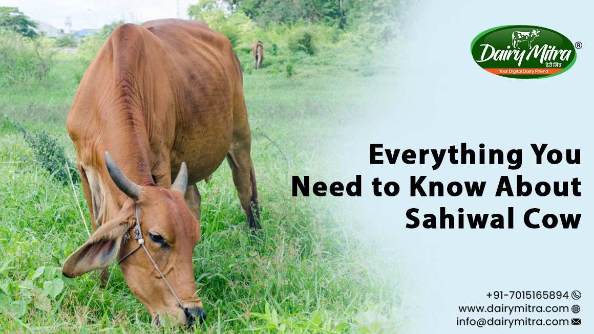 Sahiwal Cow